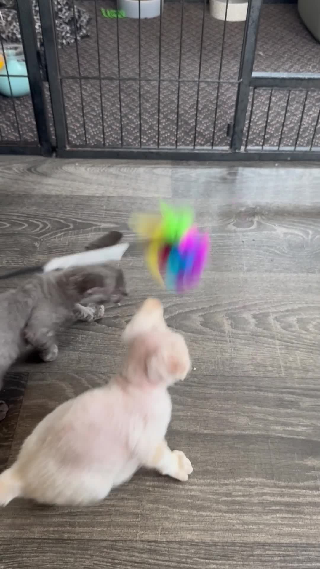 Devon Rex cats for sale: Fantastic Pedigree Devon Rex - Video 1