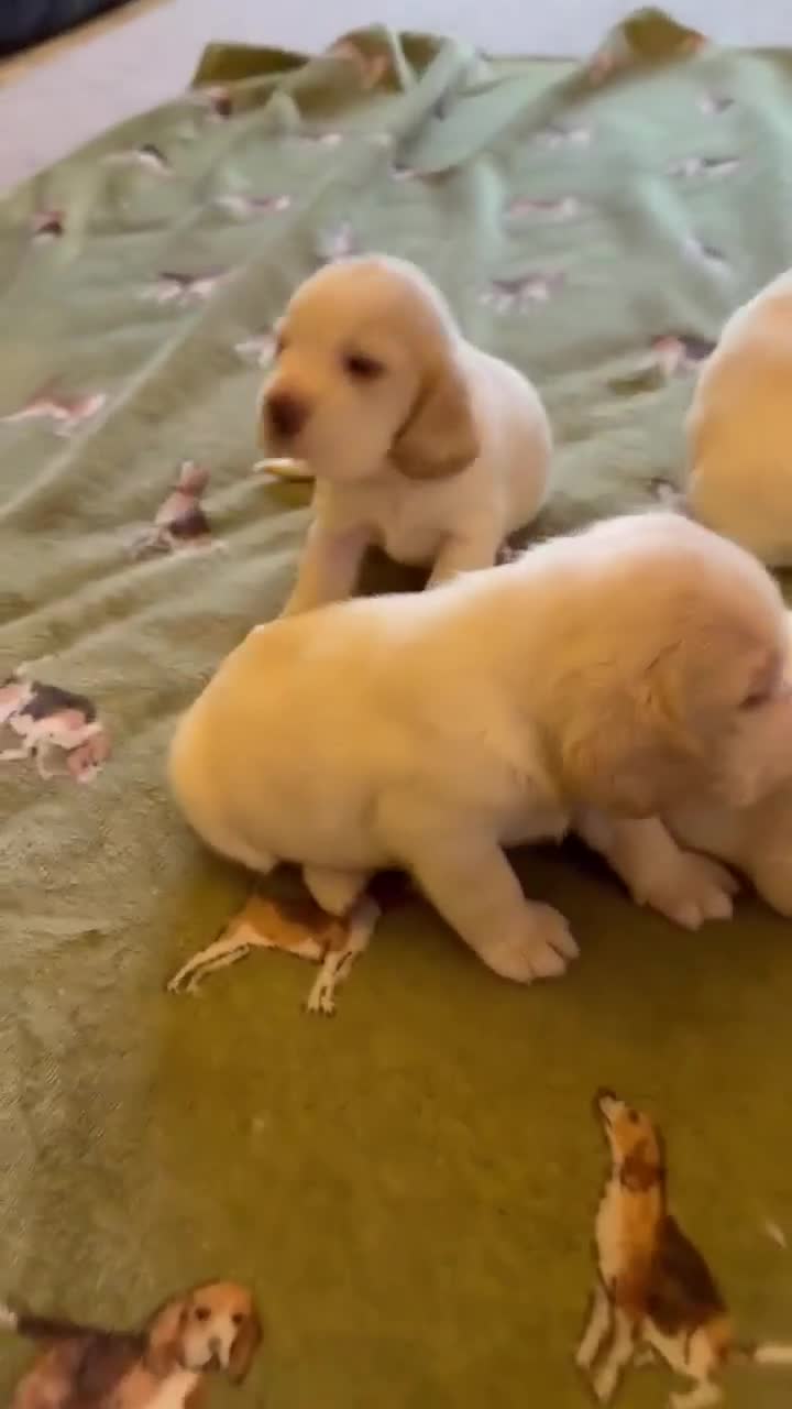 Beagle dogs for sale: BEAUTIFUL KC REG PUPPIES - Video 1