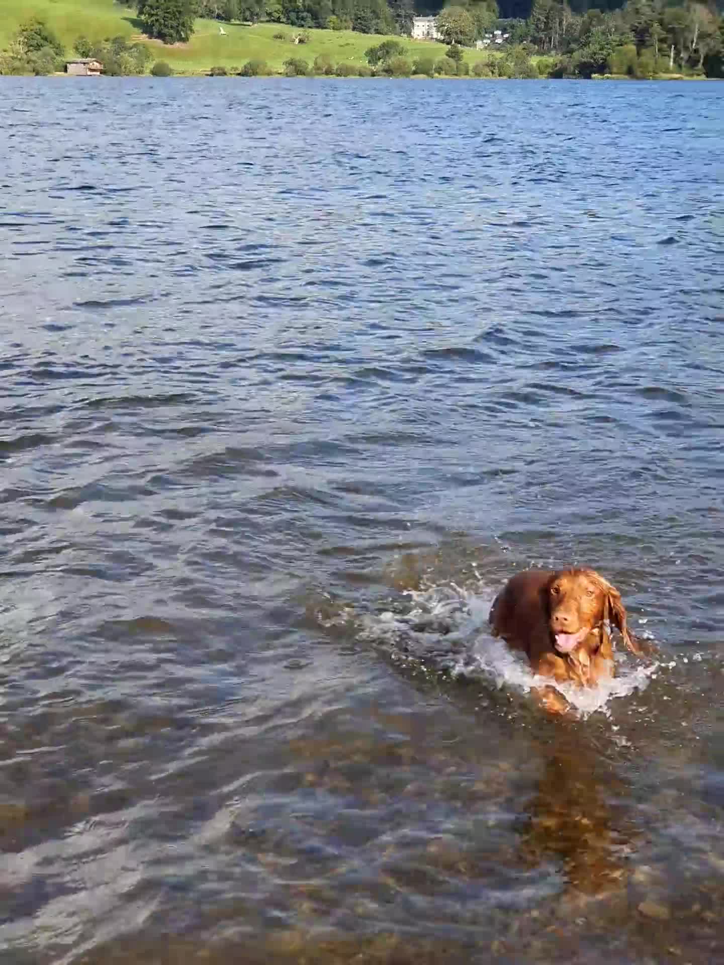 Cocker Spaniel dogs for stud: Proven cocker spaniel for stud - Video 3