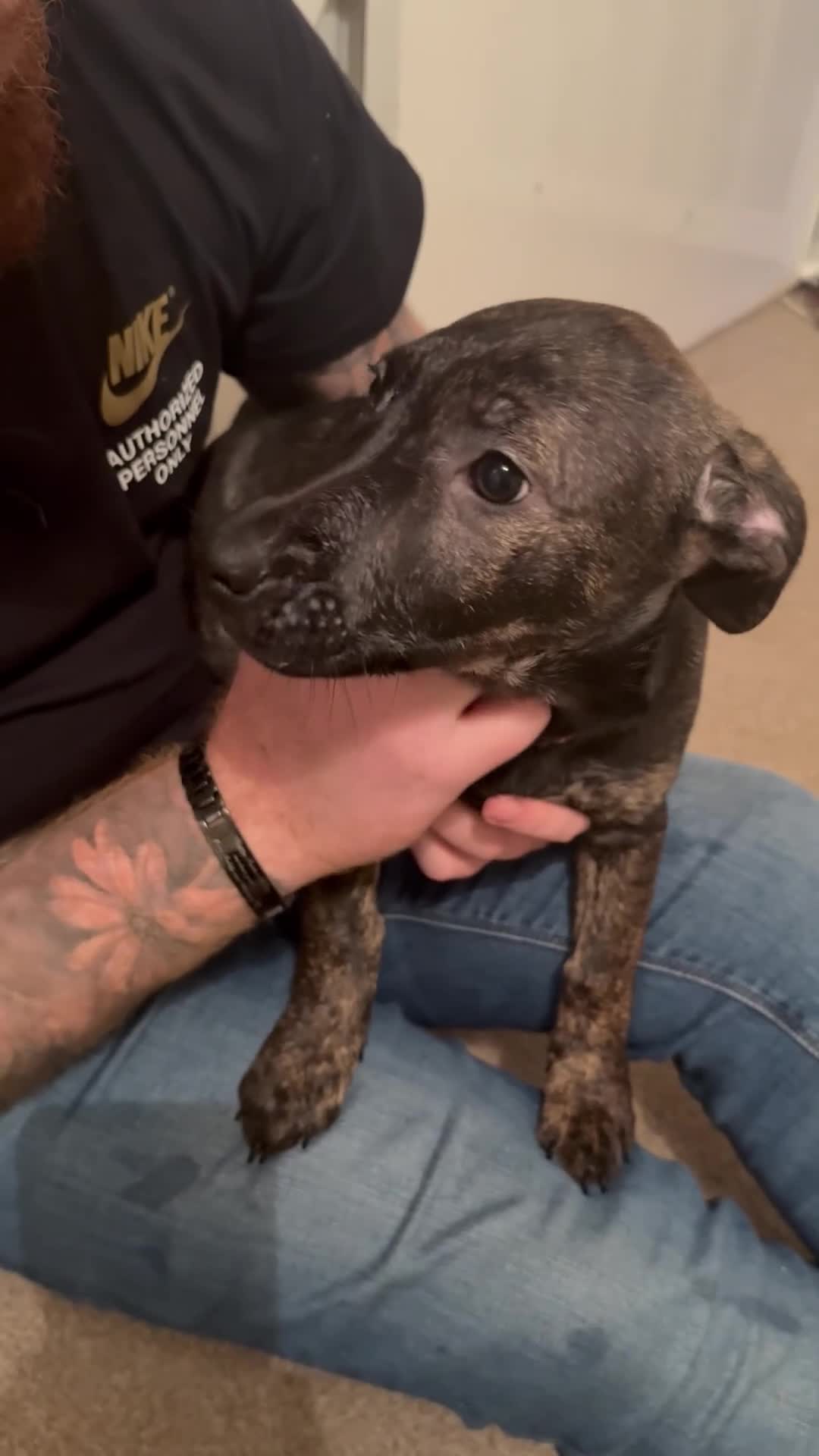 Mixed Breed dogs for sale: German Shepherd x Staffy x Jack Russell puppies  - Video 2