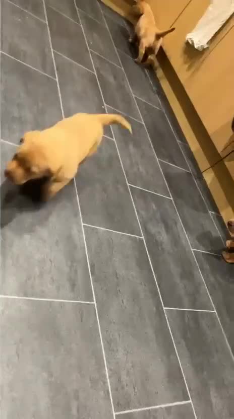 Labrador Retriever dogs for sale: Chunky red lab pups - Video 1