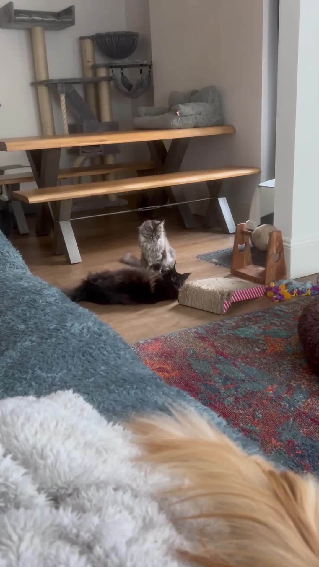 Maine Coon cats for sale: Maine Coon’s looking for new home - Video 1