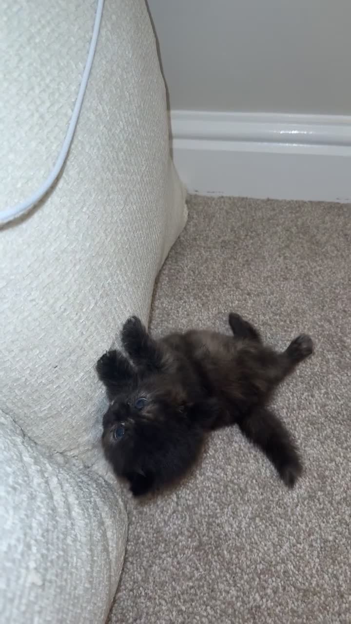 Mixed Breed cats for sale: One female kitten remaining  - Video 1