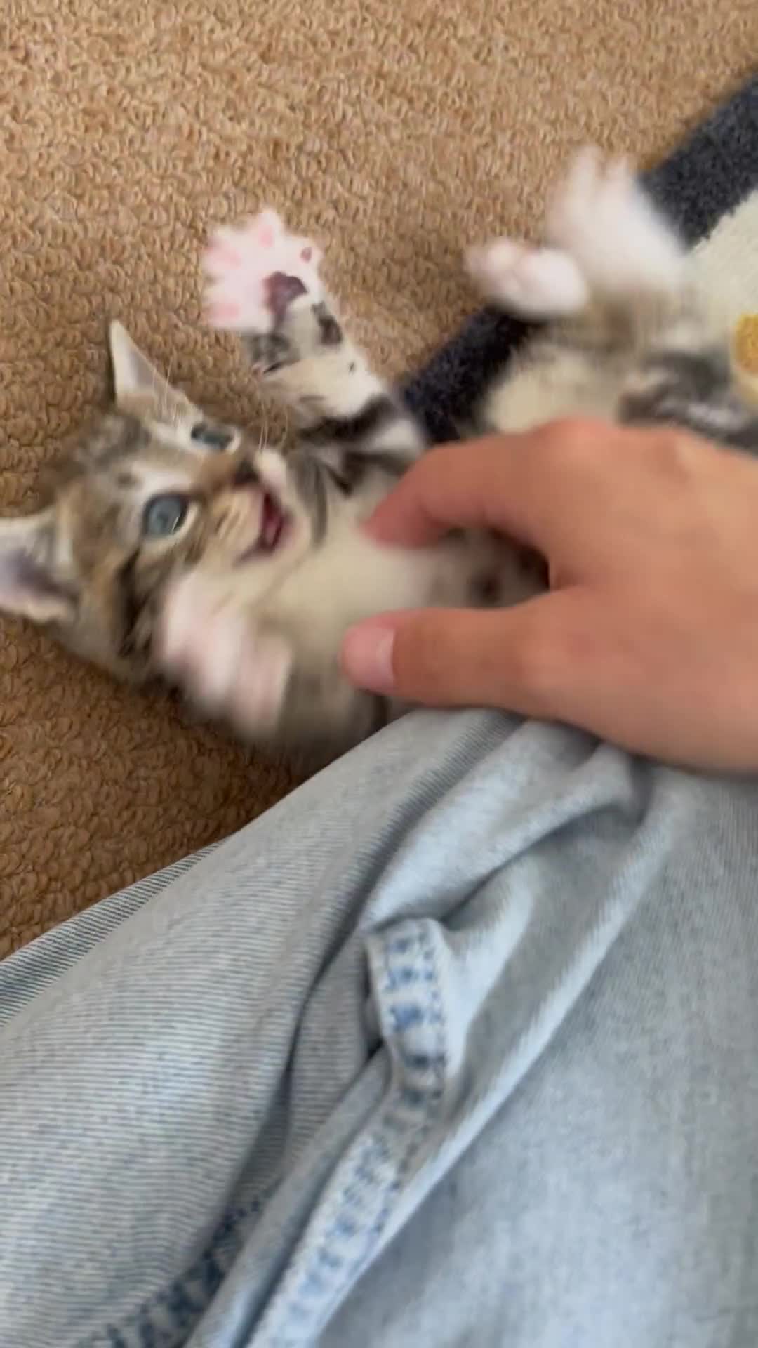 Mixed Breed cats for sale: 1x spotty boy and X3 tabby girls  - Video 1