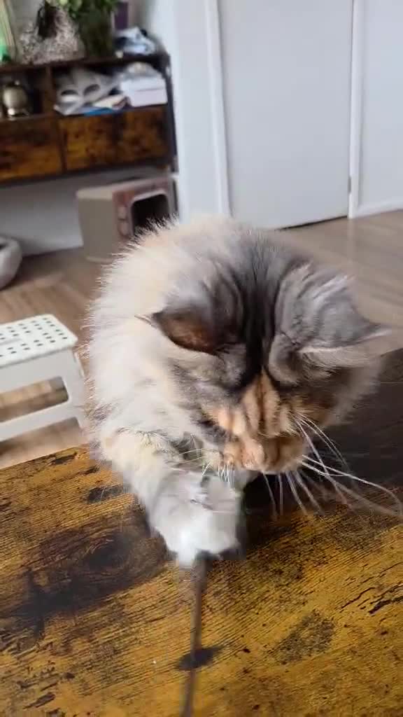 Maine Coon cats for sale: Female Maine Coon Registered FIFe/ Reservation!!! - Video 1