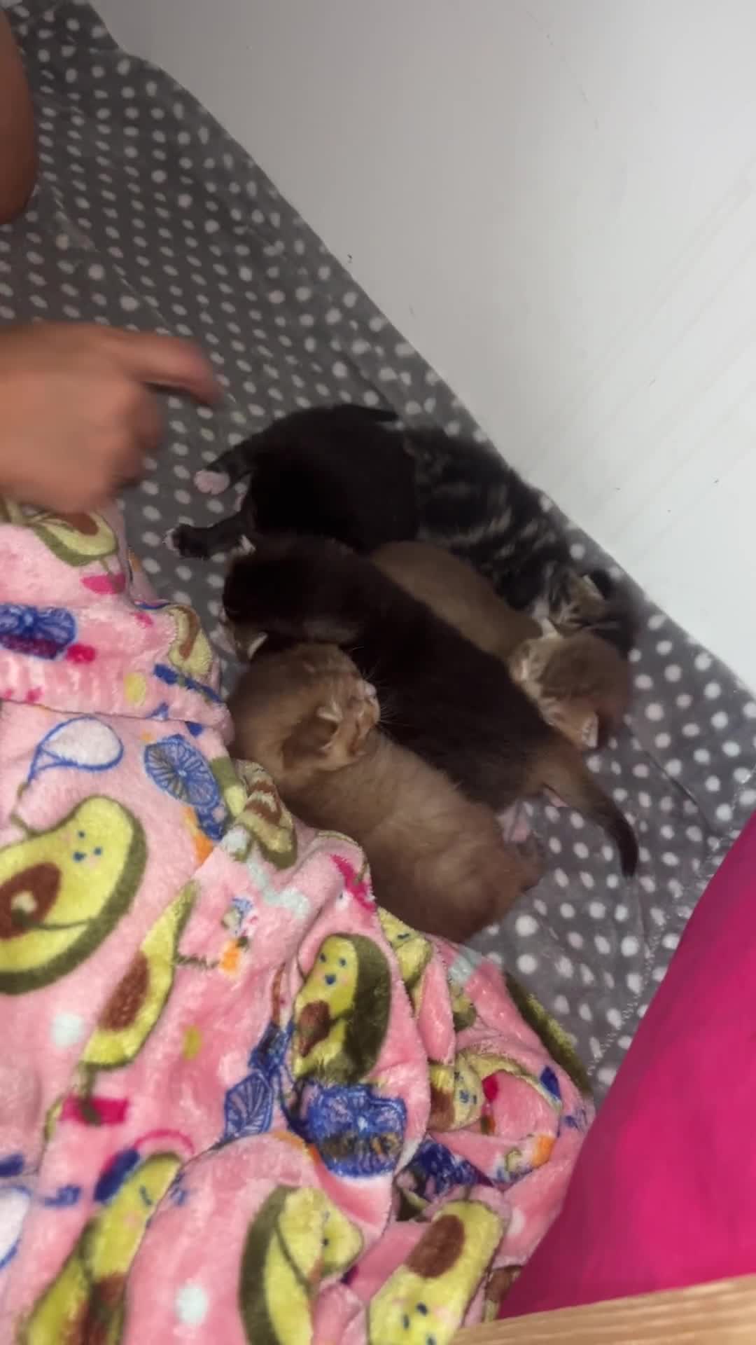 British Shorthair cats for sale: 5 beautiful British shorthair kittens - Video 2