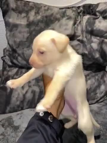 Mixed Breed dogs for sale: 8 beautiful staff cross shepsky pups  - Video 4