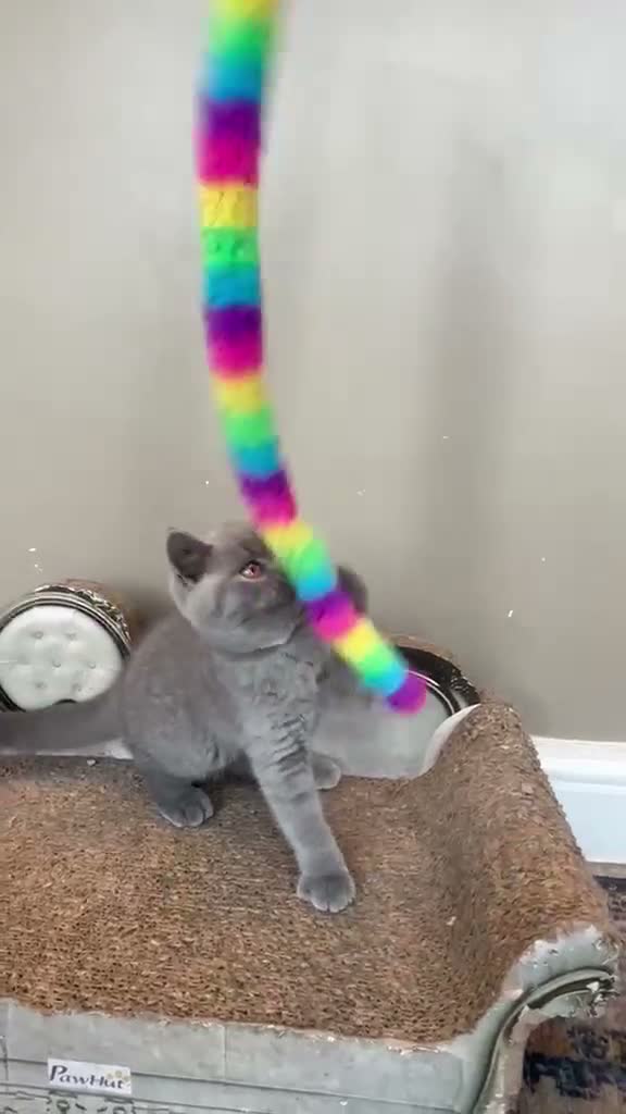 British Shorthair cats for sale: Stunning Teddy Bear British Short Hair Kittens - Video 1
