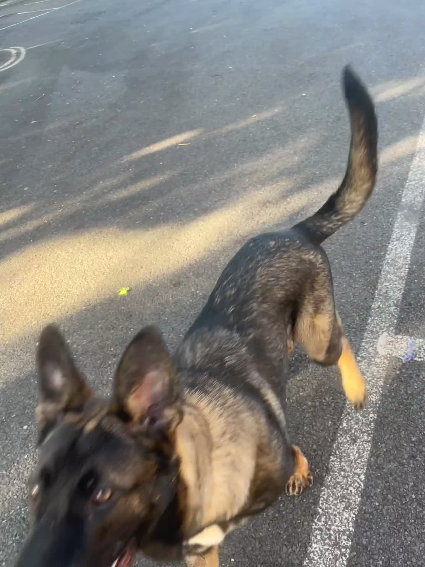 German Shepherd dogs for sale: Sadly looking for a new home 😢  - Video 2