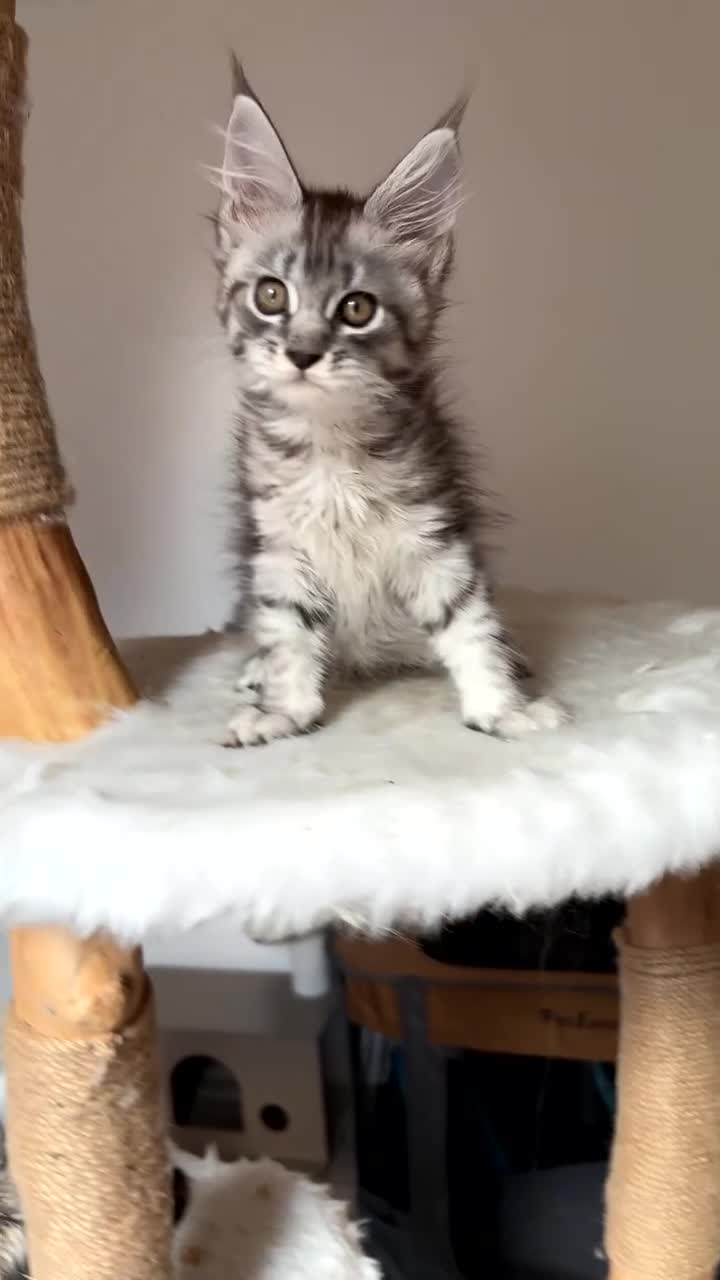 Maine Coon cats for sale: 3 Gorgeous TICA Registered Mainecoon kittens  - Video 2