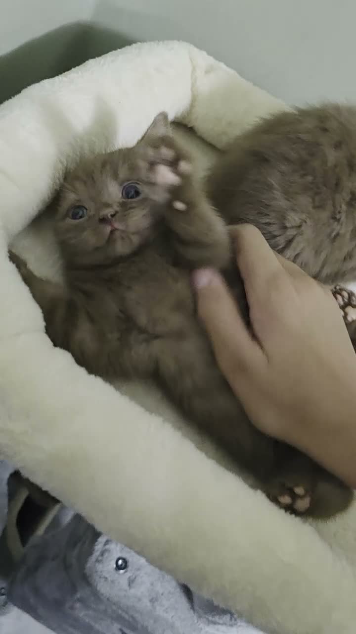 British Shorthair cats for sale: Our Beautiful British Shorthair Kittens - Video 2