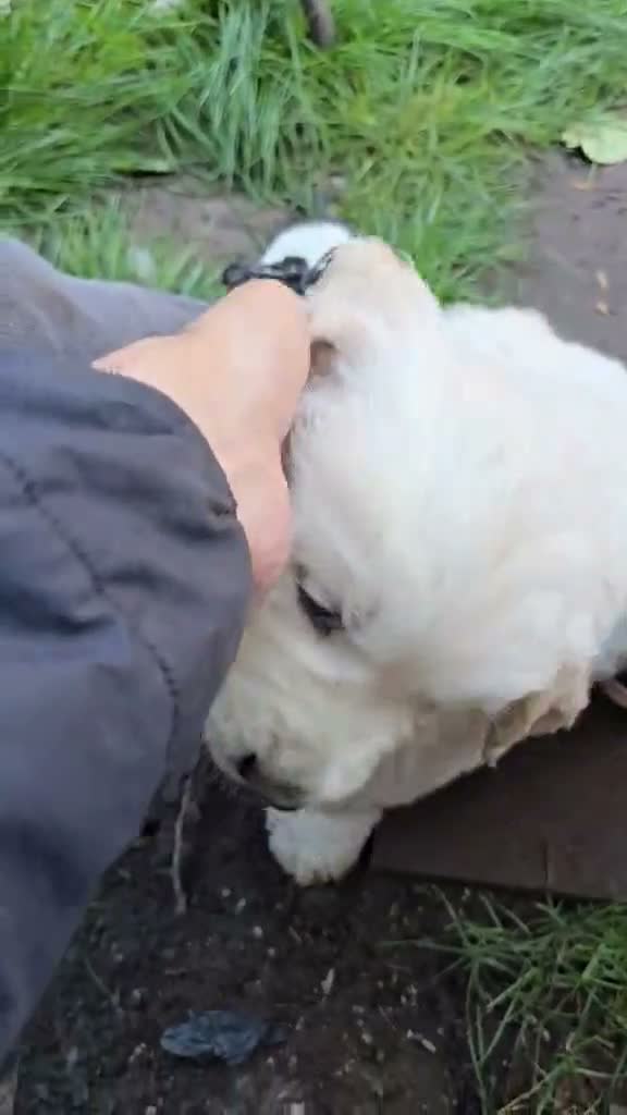 Golden Retriever dogs for sale: Beautiful fluffy Golden Retriever puppies kc reg - Video 2