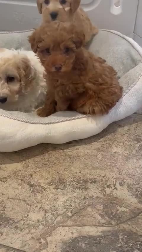 Cockapoo dogs for sale: COCKAPOO Puppies (Small Breed) - Video 2