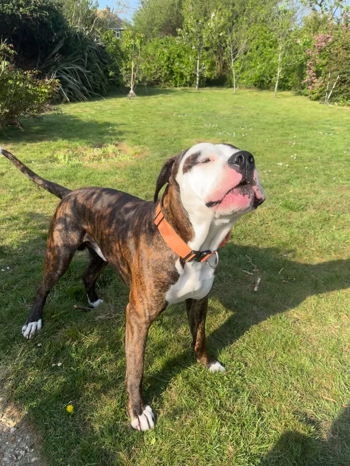 Mastiff dogs for stud: Beautiful stud dog available  in Weymouth - Video 1