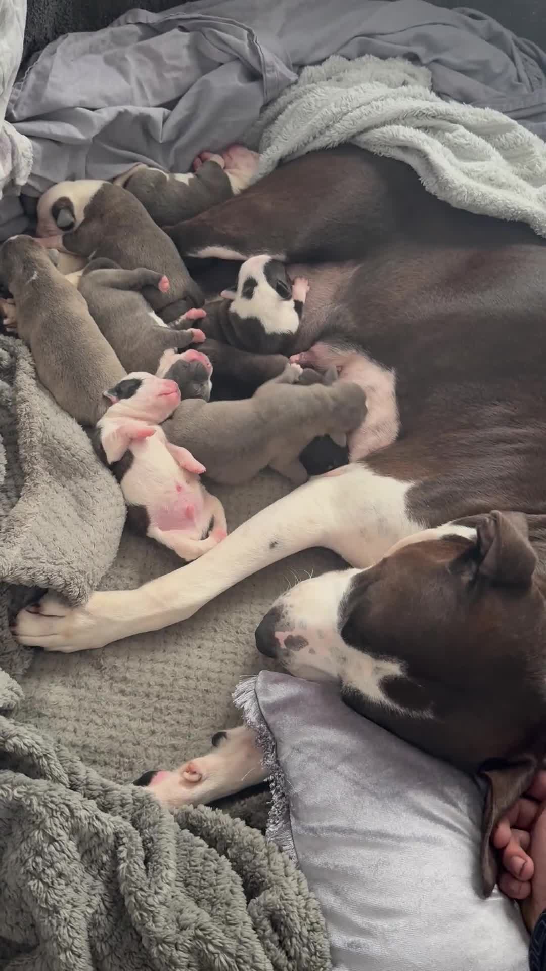 Staffordshire Bull Terrier dogs for sale: Chunky Staffordshire bull terrier puppies for sale - Video 2