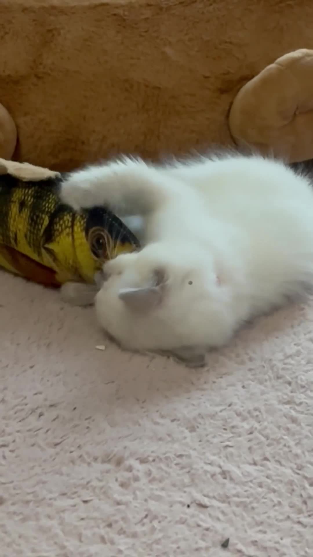 Ragdoll cats for sale: 4 adorable Ragdoll kittens  - Video 2