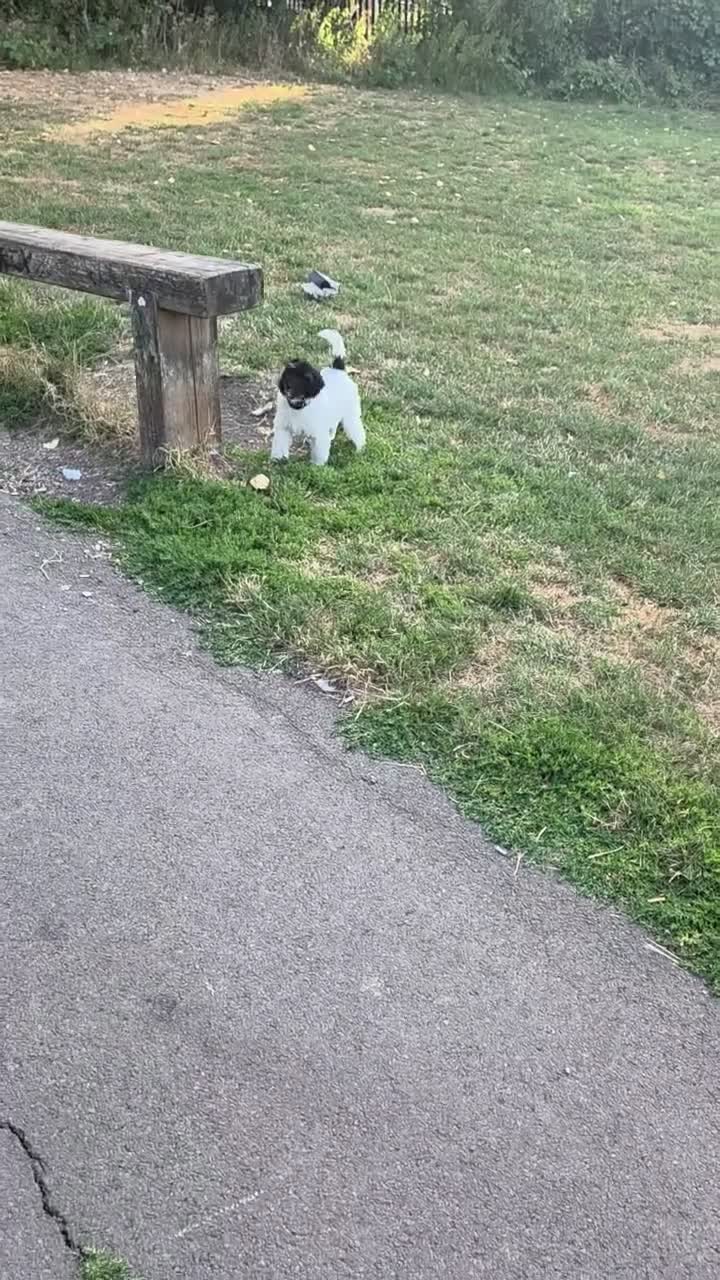 Mixed Breed dogs for sale: Messi - Video 2