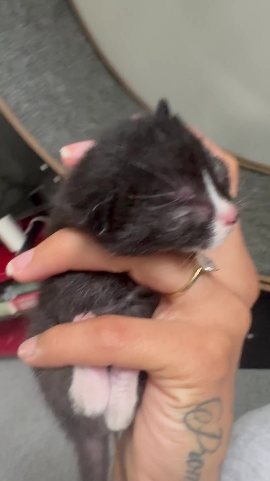 Domestic Shorthair cats for sale: Black and white kittens  - Video 2