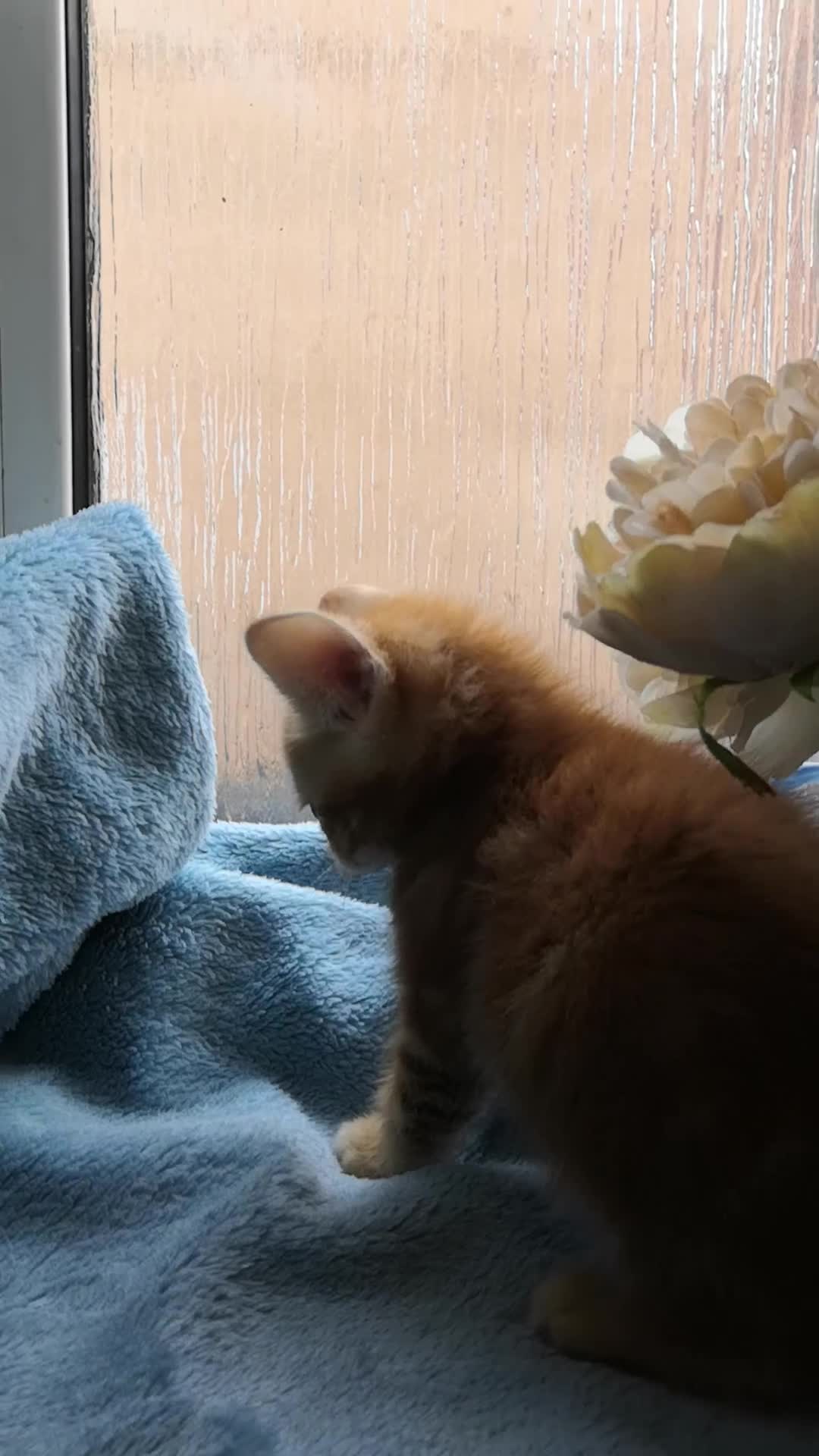 Mixed Breed cats for sale: Beautiful Male kittens VIDEOS - Video 3