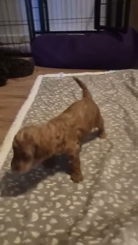 Maltipoo dogs for sale: lola mum - Video 4