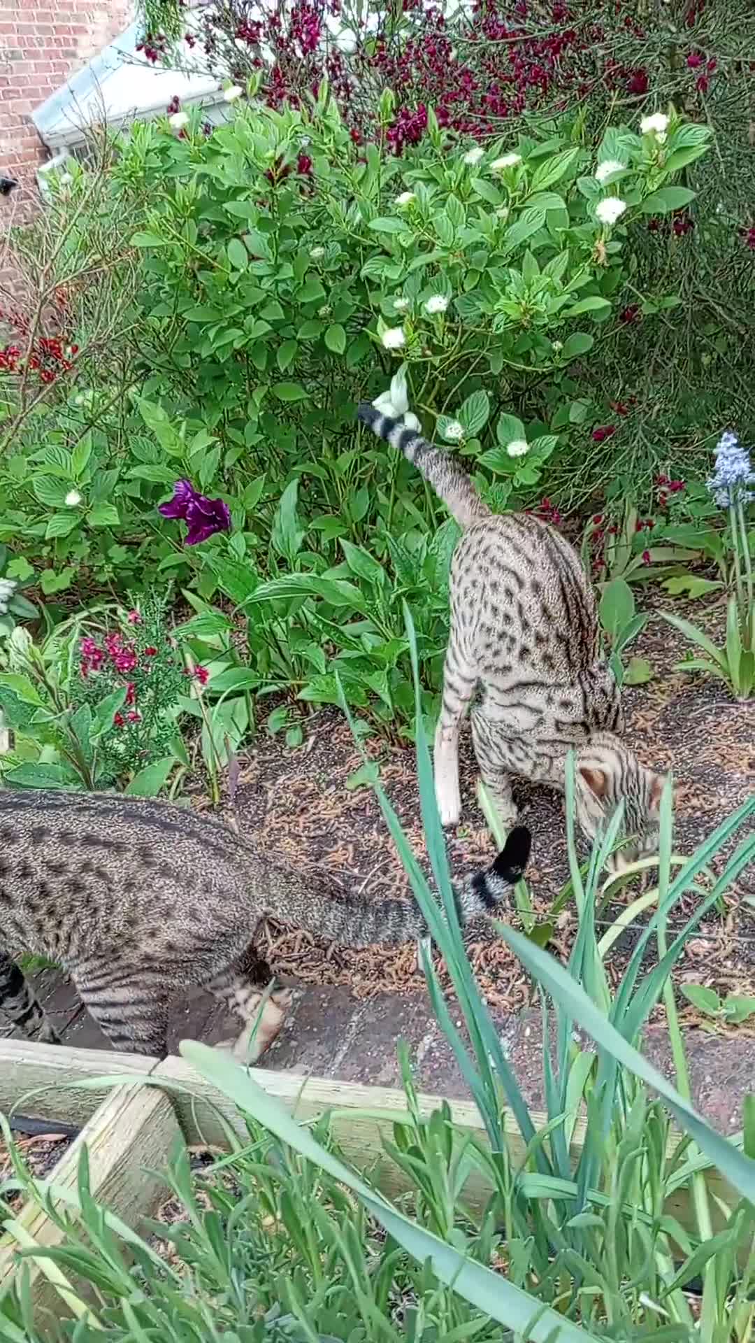 Savannah cats for sale: Pedigree F3 TICA Reg Savannah Lady in Darlington - Video 5