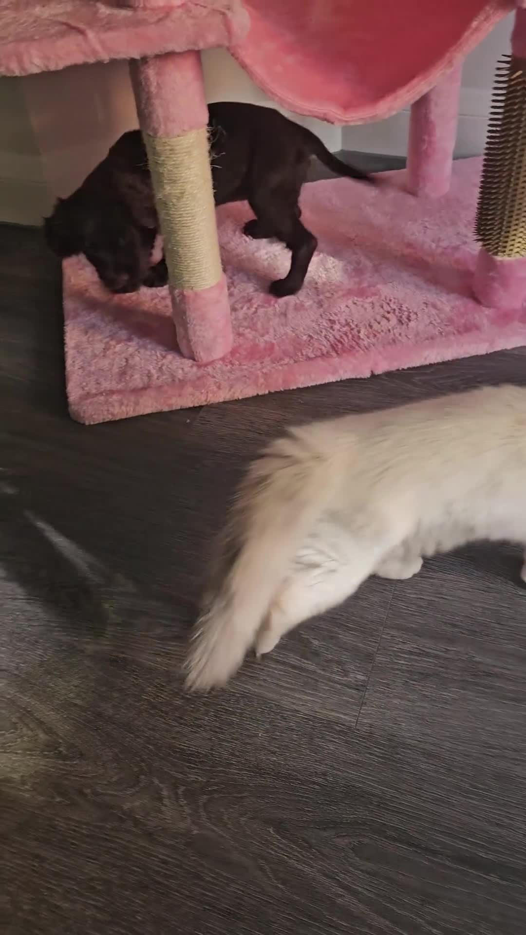 Cocker Spaniel dogs for sale: 8 Week Chocolate Cocker Spaniel Bitch for Sale - Video 1