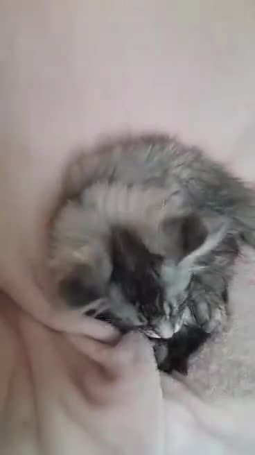 Maine Coon cats for sale: black smoke/polydactyl maine coonTICA kittens - Video 5
