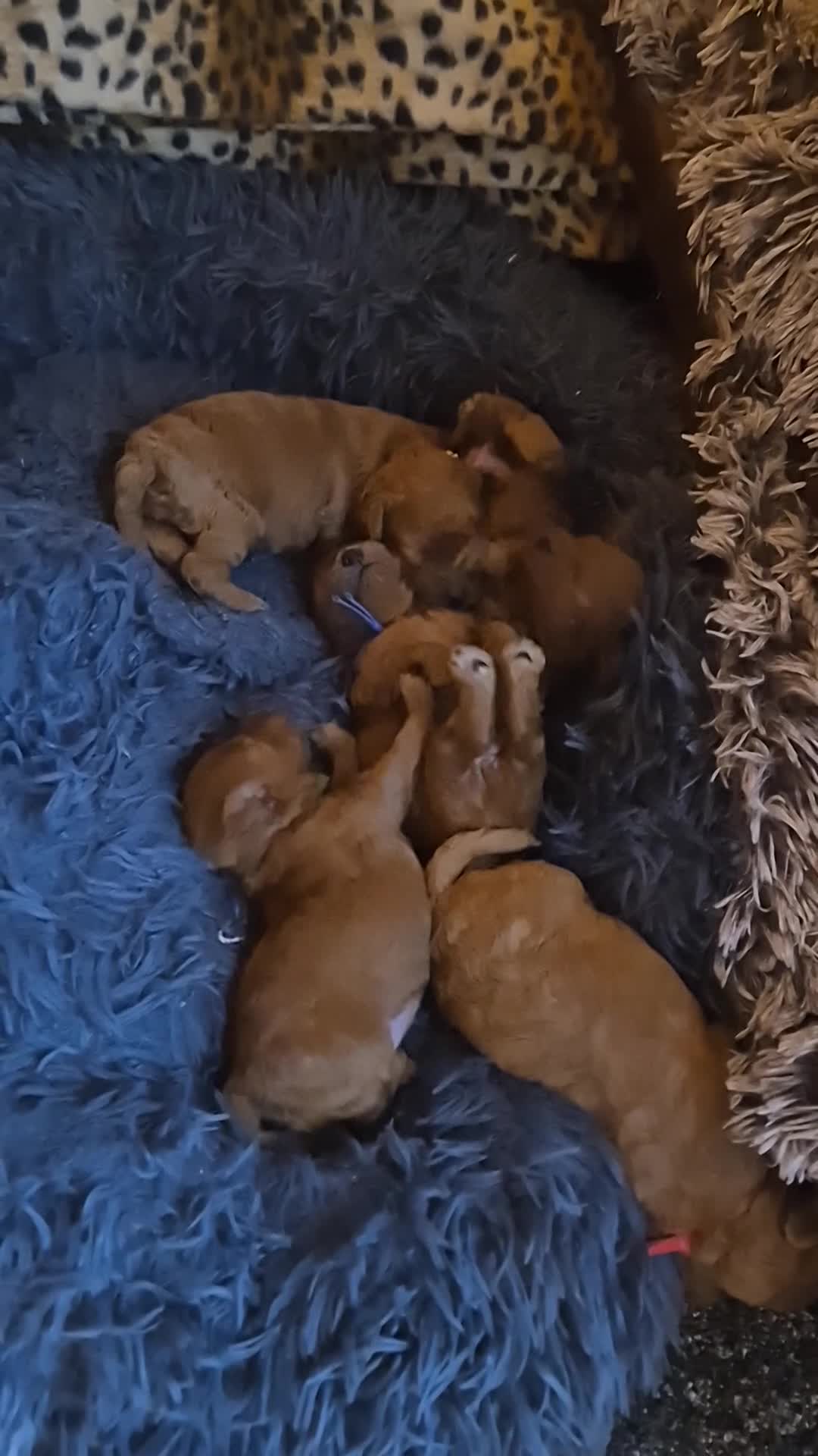 Cavapoo dogs for sale: 🧸 5 Cavapoo Puppies Oxfordshire 🧸 - Video 2