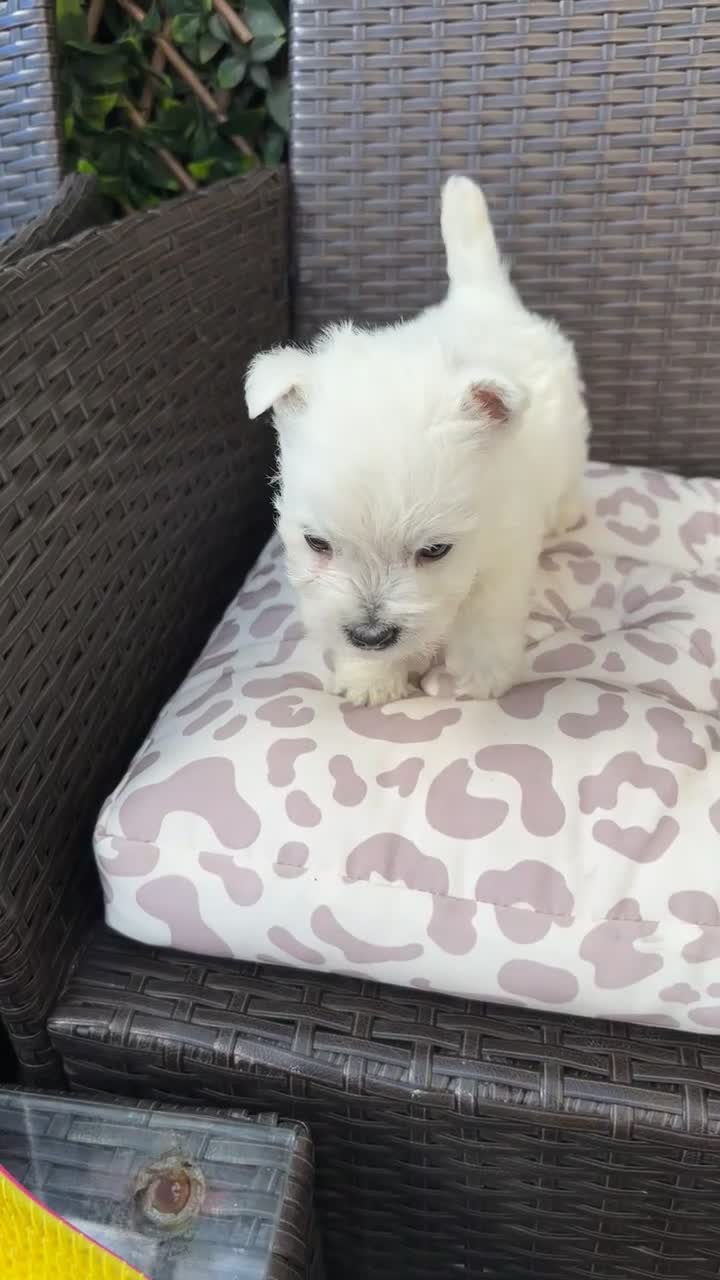 West Highland Terrier dogs for sale: West highland white female puppies.  - Video 1