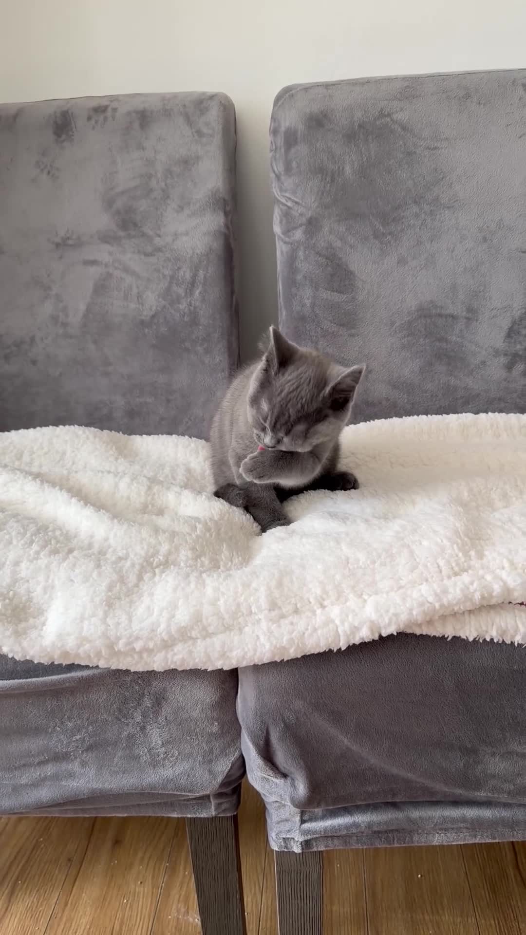 British Shorthair cats for sale: Grey British Shorthair  in Sutton Coldfield - Video 1