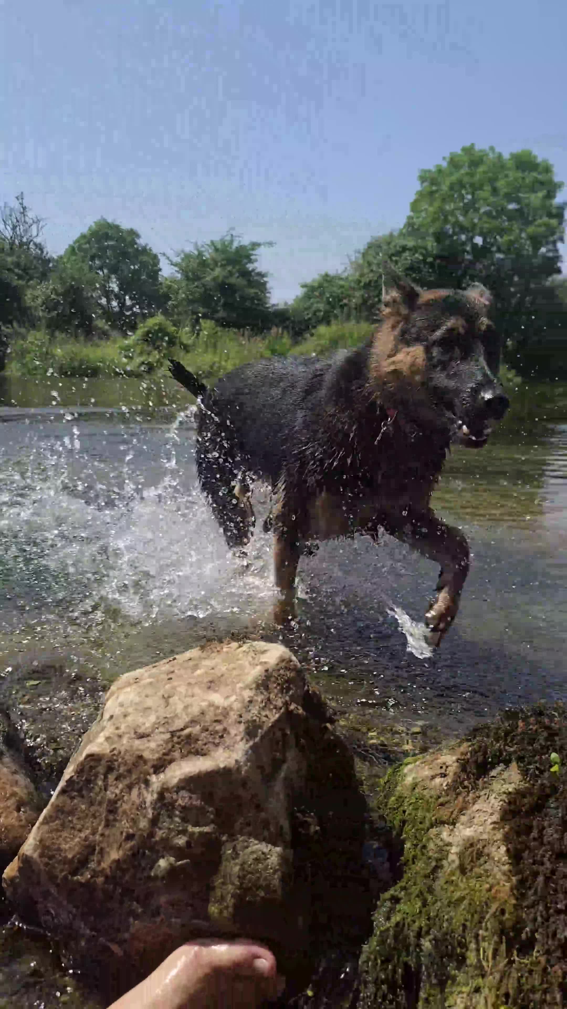 German Shepherd dogs for sale: Beautiful, Clever, German Shepherd  - Video 3