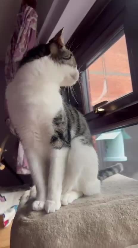 Mixed Breed cats for adoption: Princess needs her first real home - Video 1