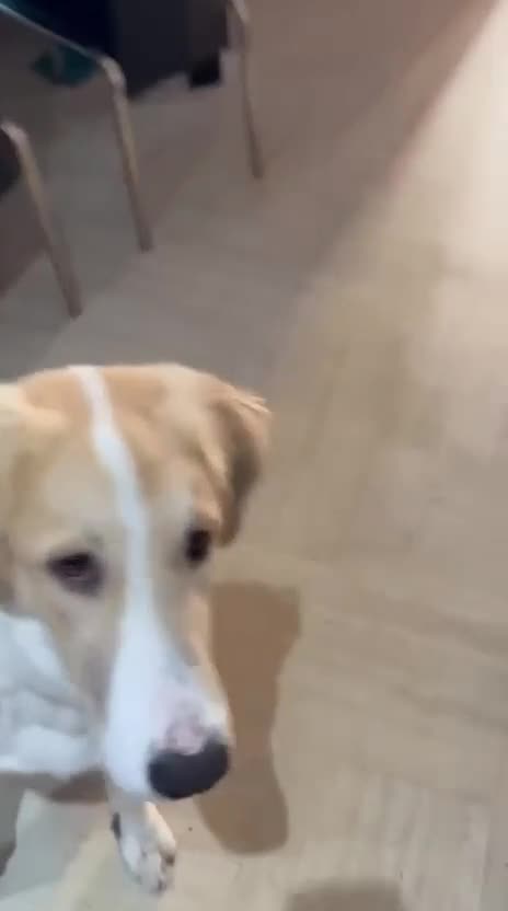 Mixed Breed dogs for sale: 💚 Lovely Lisa 💚 - Video 5