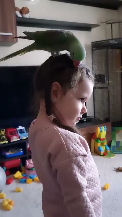 Parakeets birds for sale: Pair of parrots Alexandrine in Stoke-on-Trent - Video 1