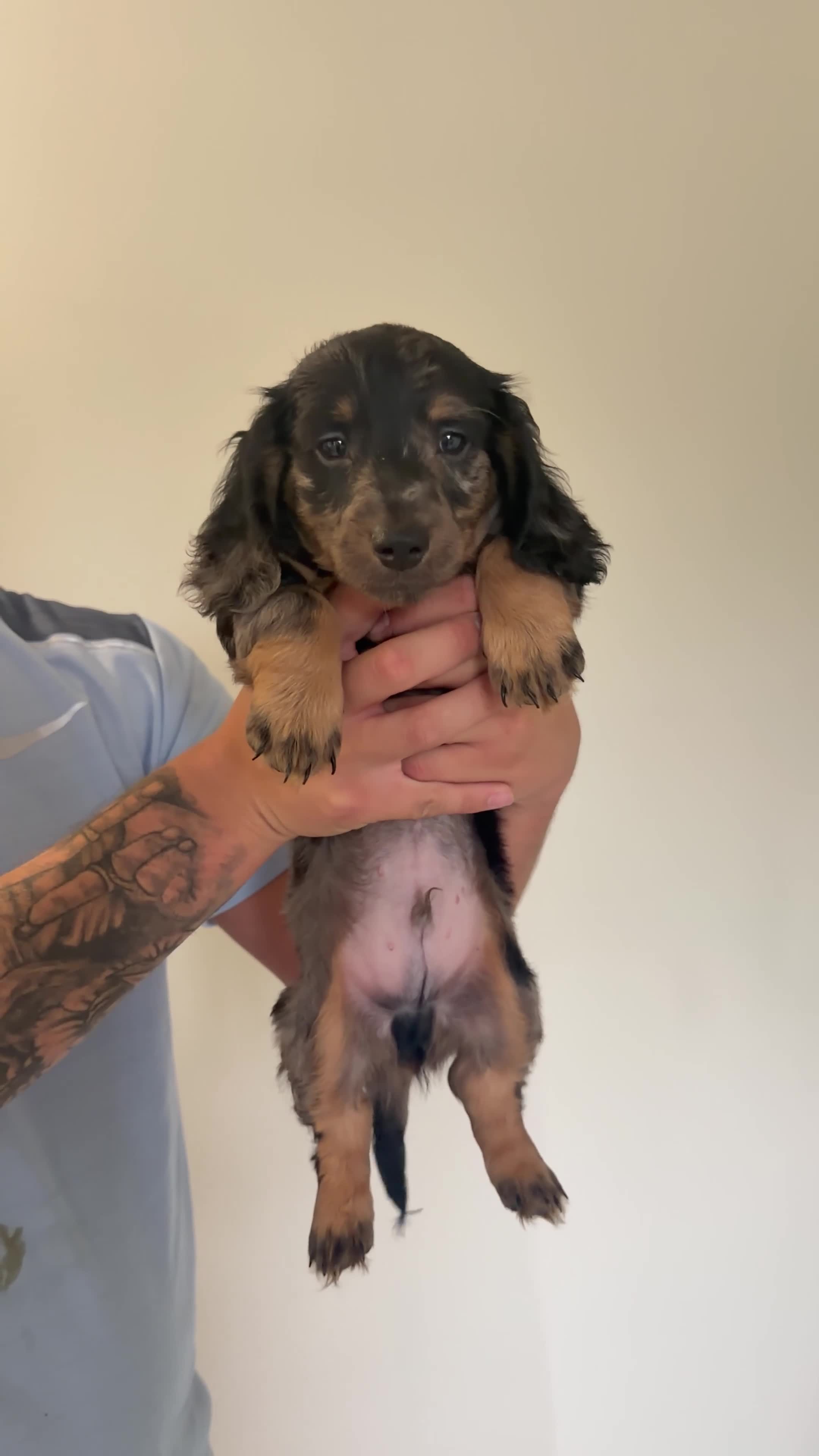 Dachshund dogs for sale: Stunning Long Haired Silver Dapple Dachshund Boy - Video 2