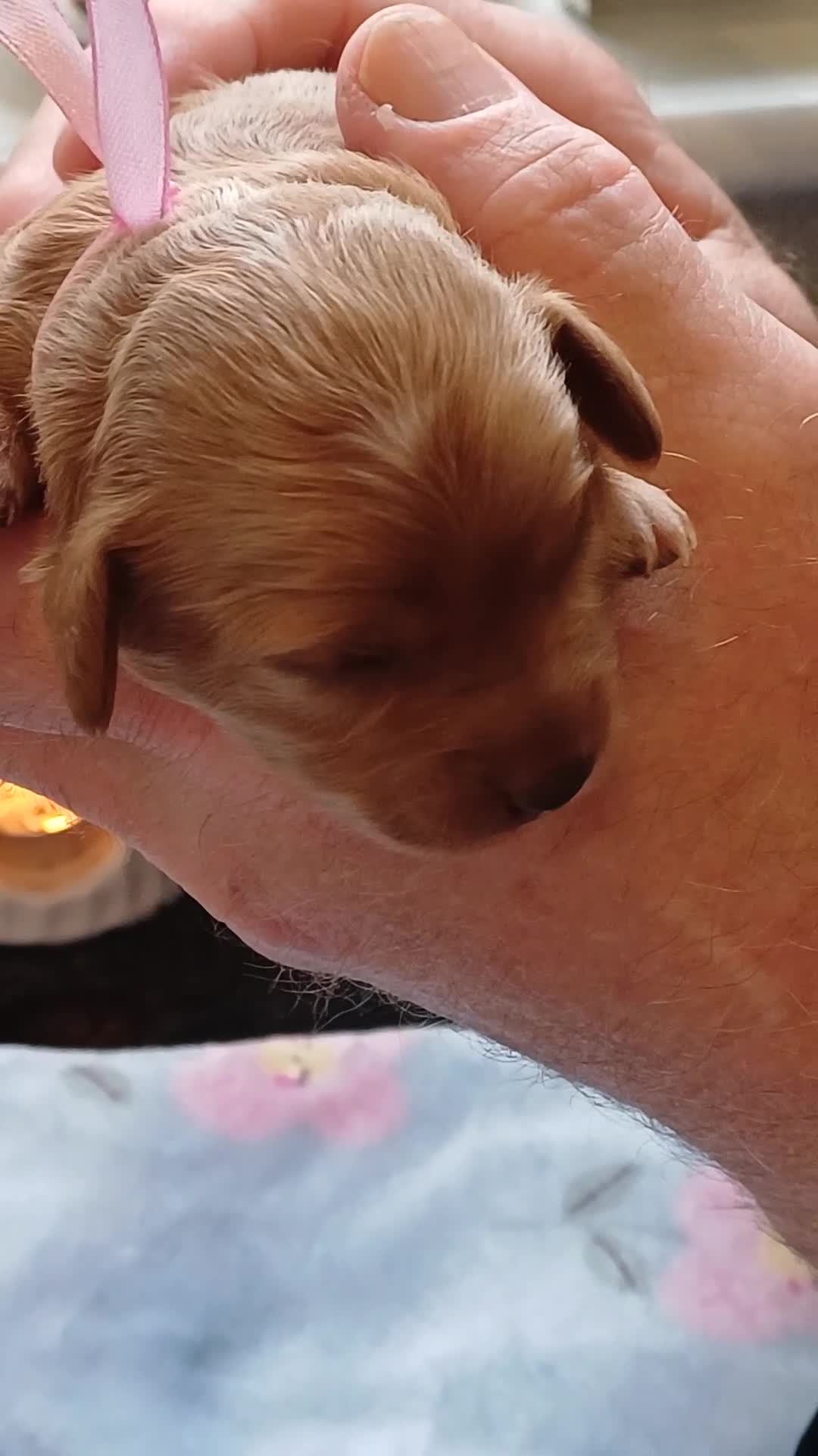 Cavapoo dogs for sale: BEAUTIFUL FIB CAVAPOO BORN 26/6/26 - Video 2