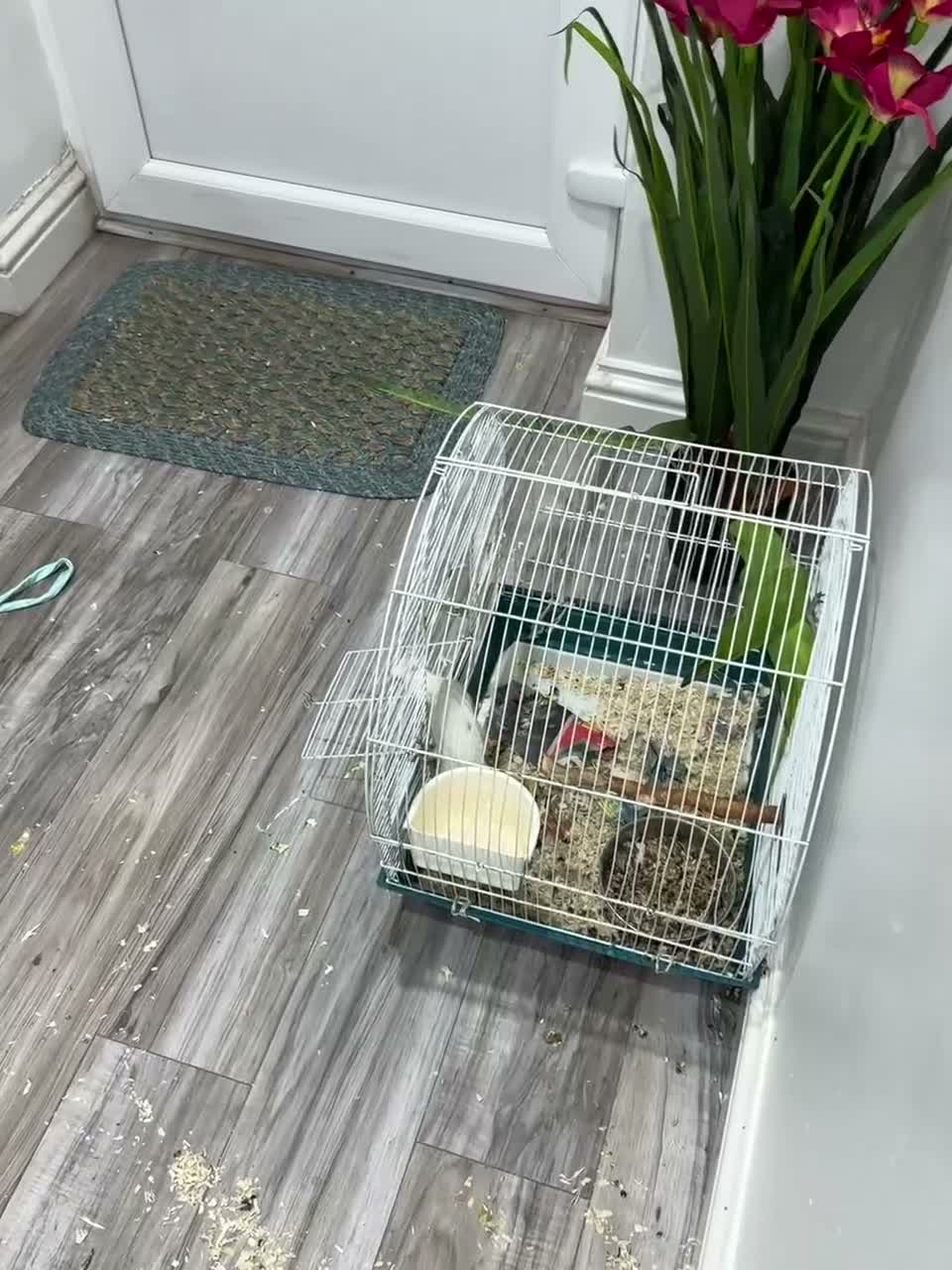 Cockatiels birds for sale: Tamed, spoon fed baby cockatail - Video 3