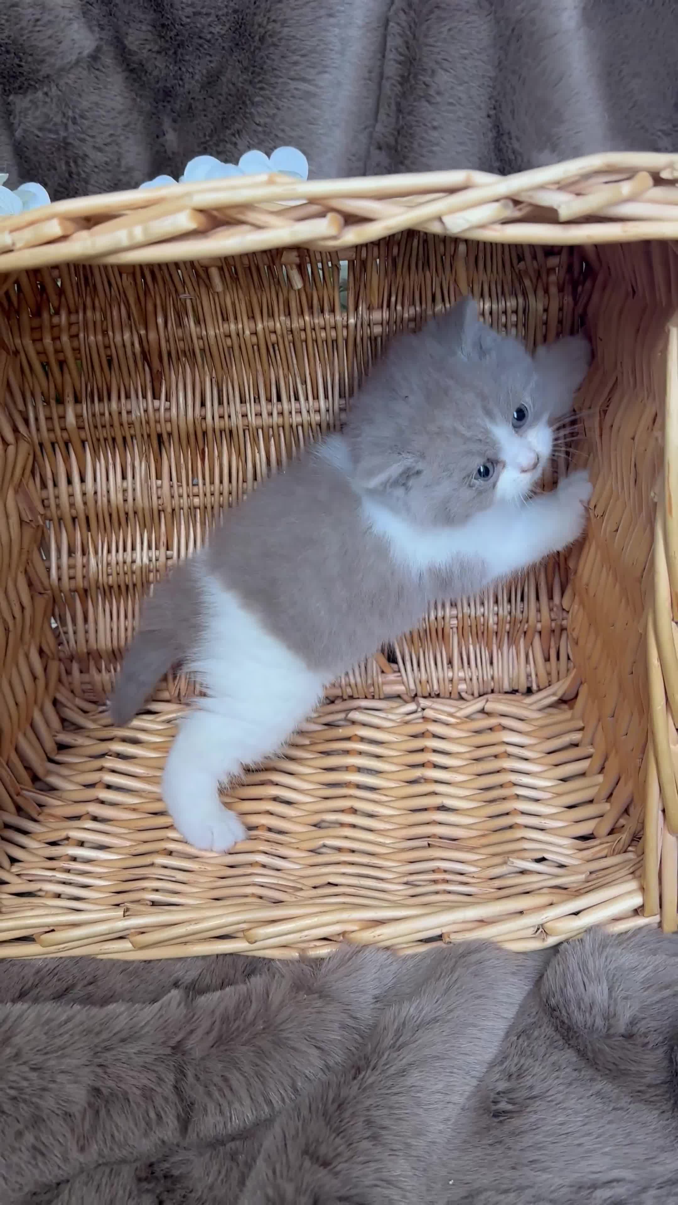 British Shorthair cats for sale: Tica reg 🌈 10colours British shorthair kittens  - Video 5