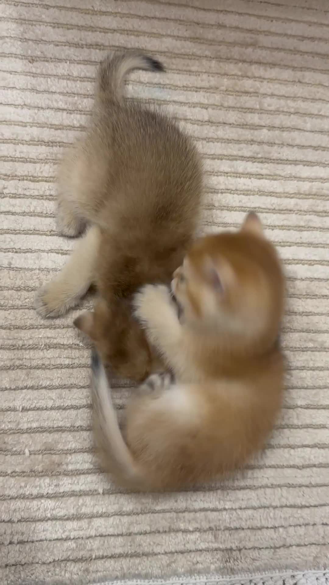 British Shorthair cats for sale: Last British Shorthair Golden kitten GCCF reg - Video 2