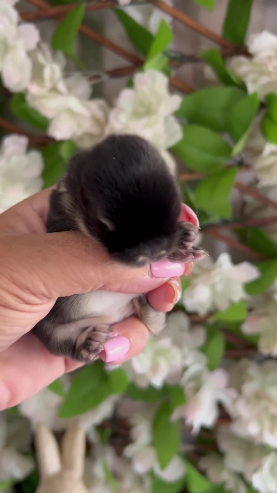 Mini Lop rabbits for sale: Gorgeous Mini Lop Babies looking for loving homes. - Video 1