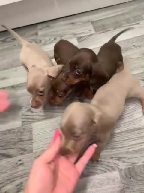 Miniature Dachshund dogs for sale: Dachshund miniature READY TO GO  - Video 2