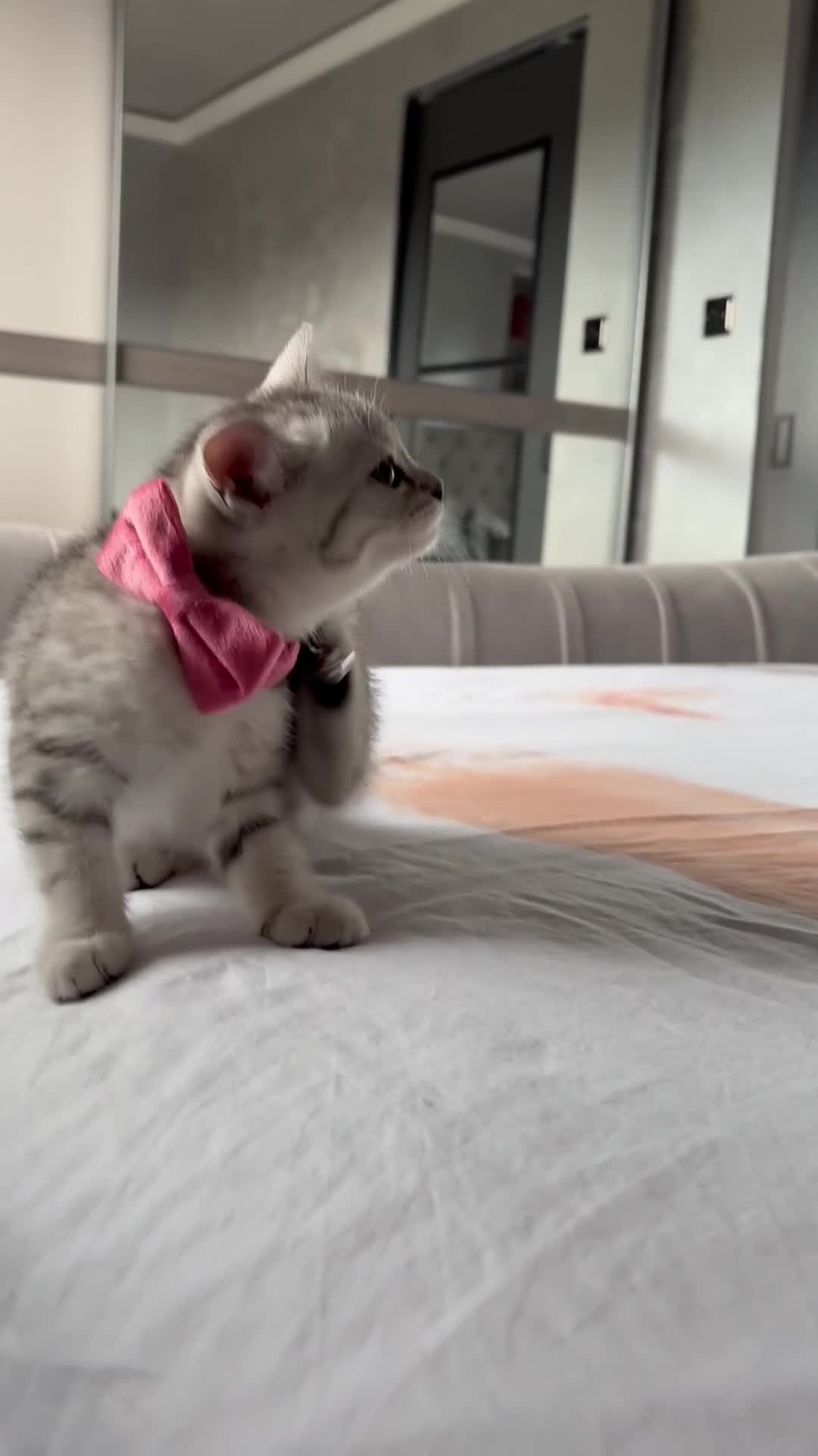 Scottish Fold cats for sale: Scottish fold kittens ready to find new homes - Video 2