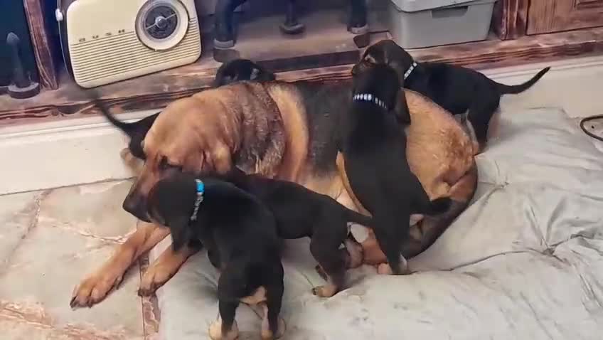 Bloodhound dogs for sale: Bloodhound Puppies - Video 3