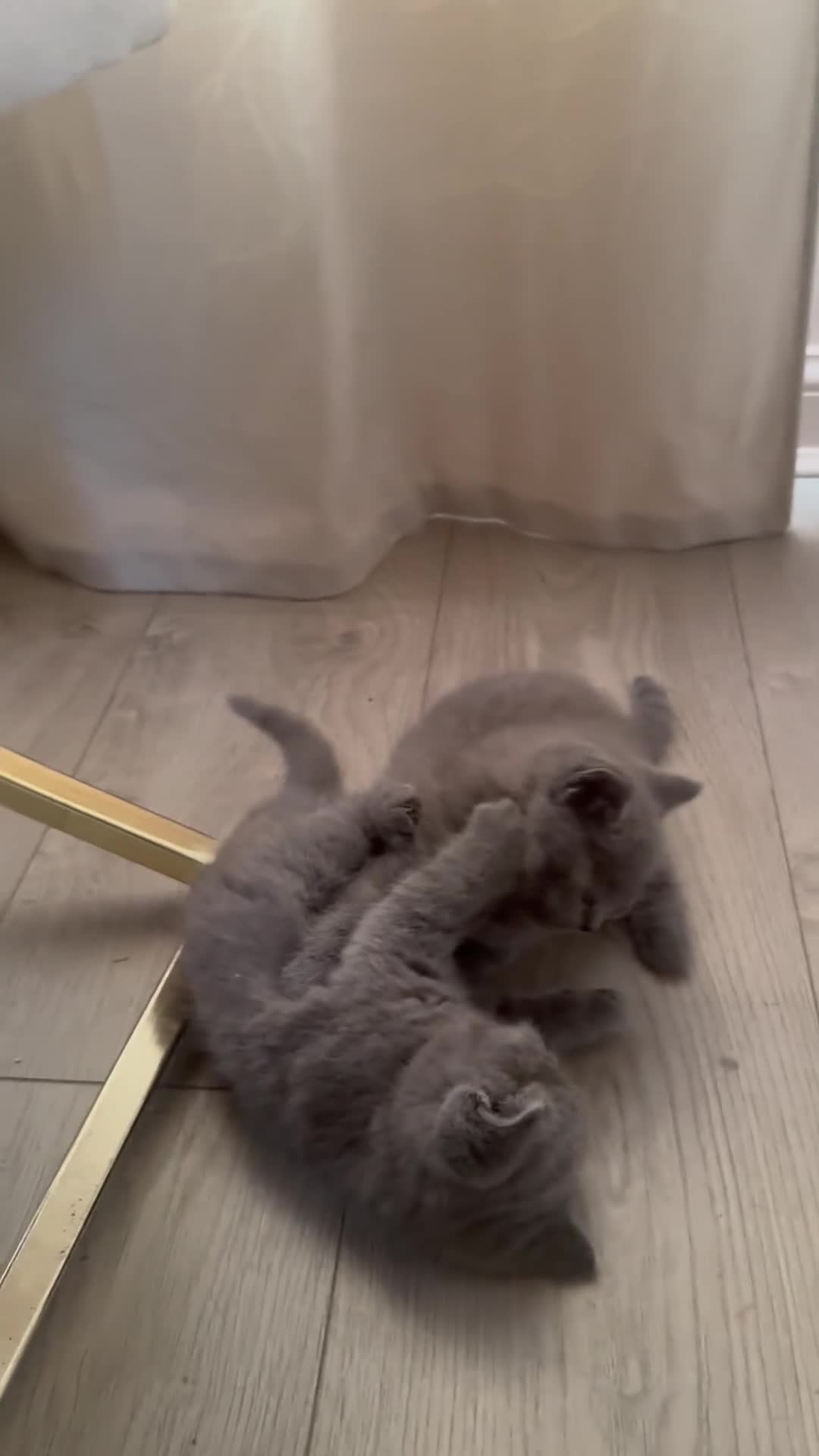 British Shorthair cats for sale: READY NOW 2 LOVELY BOYS BSH BLUE  - Video 1
