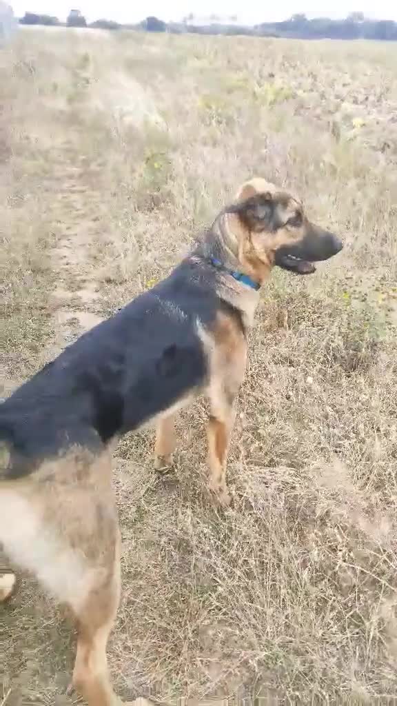 German Shepherd dogs for adoption: Sammy needs a loving forever home - Video 2