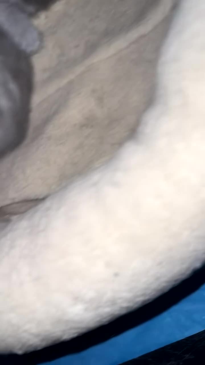 British Shorthair cats for sale: British short hair kittens  - Video 4