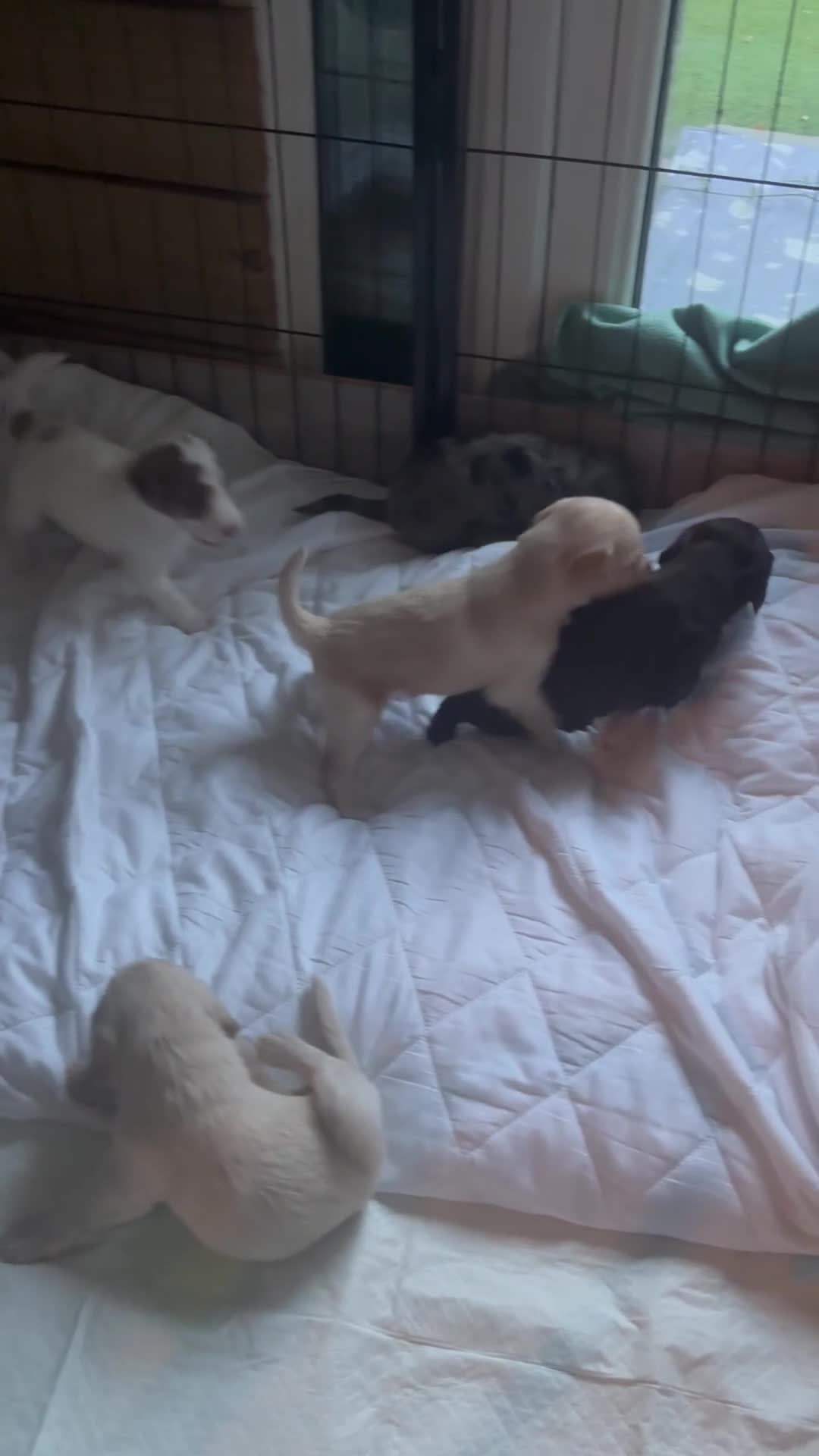 Labradoodle dogs for sale: Miniature labradoodle puppies  - Video 1
