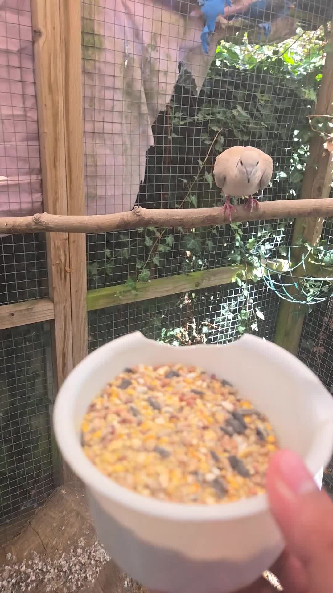 Doves birds for sale: Beautiful Pair of Barbary Doves - Video 2