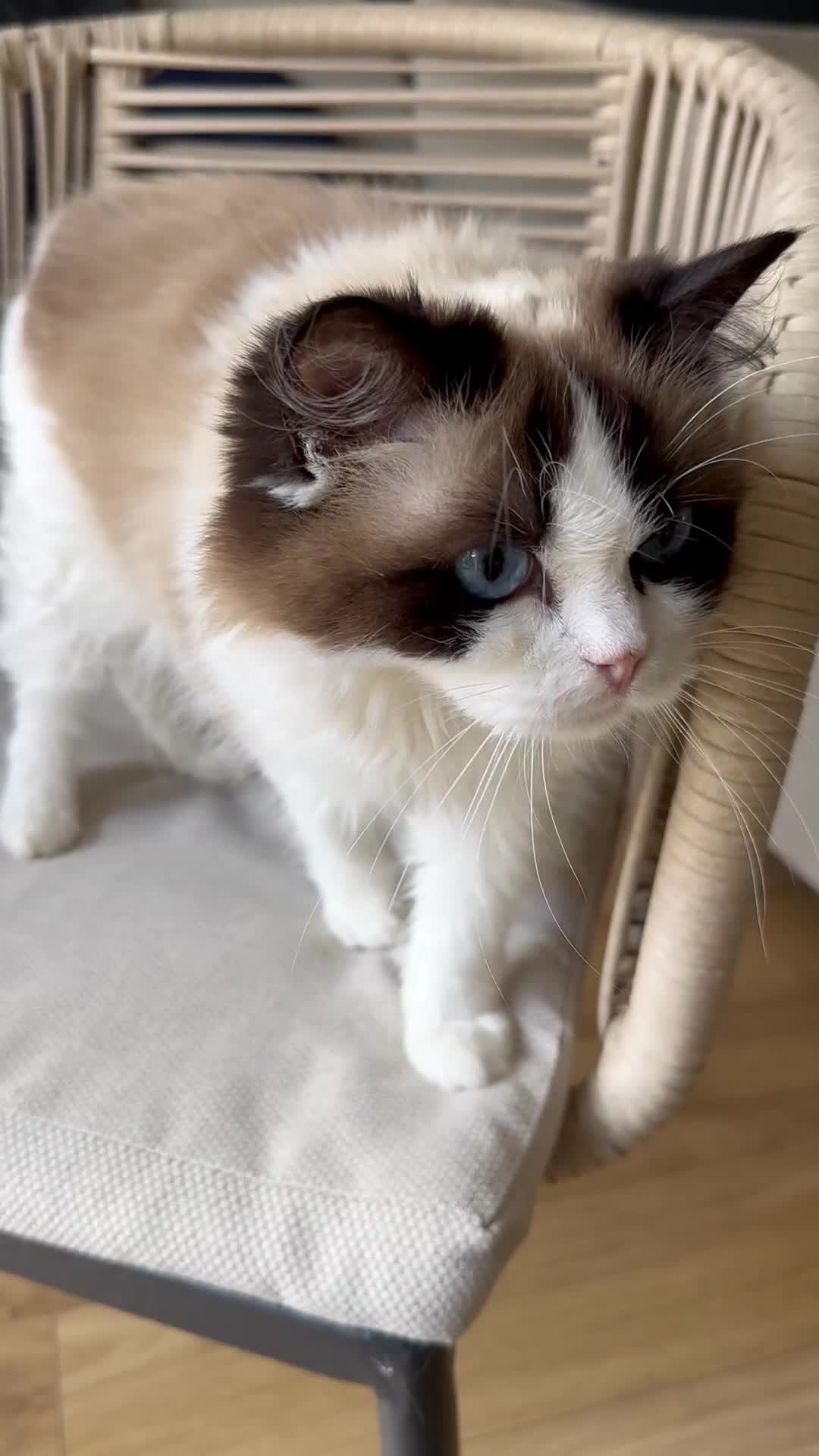 Ragdoll cats for sale: Miss Indie  - Video 1