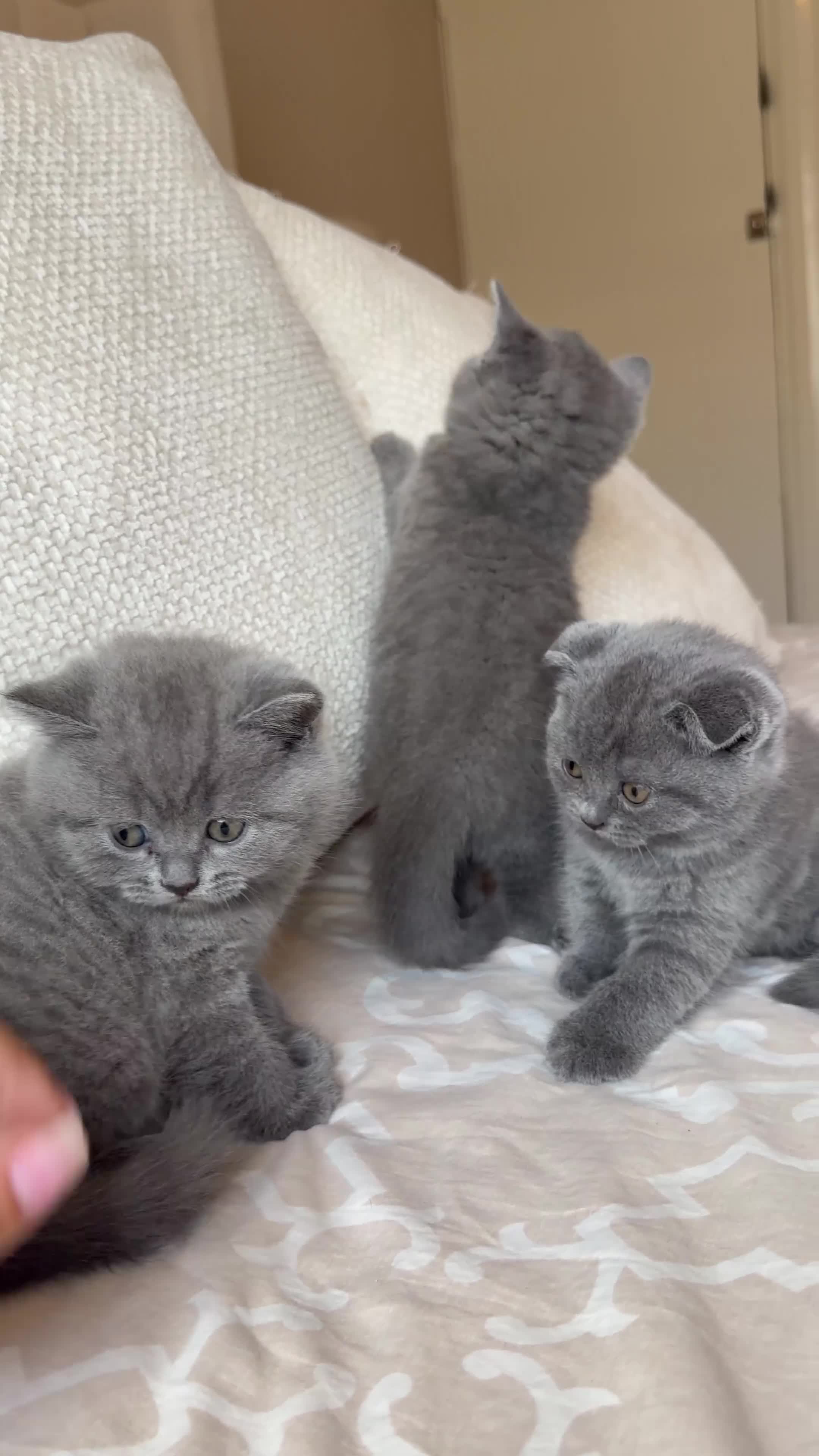 Scottish Fold cats for sale: Gorgeous blue Scottish folds/straights - Video 2